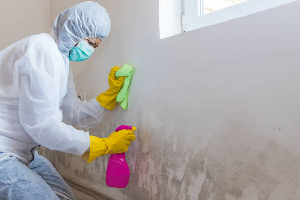 Best Mold Remediation for Healthcare Facilities in Bedminster, NJ